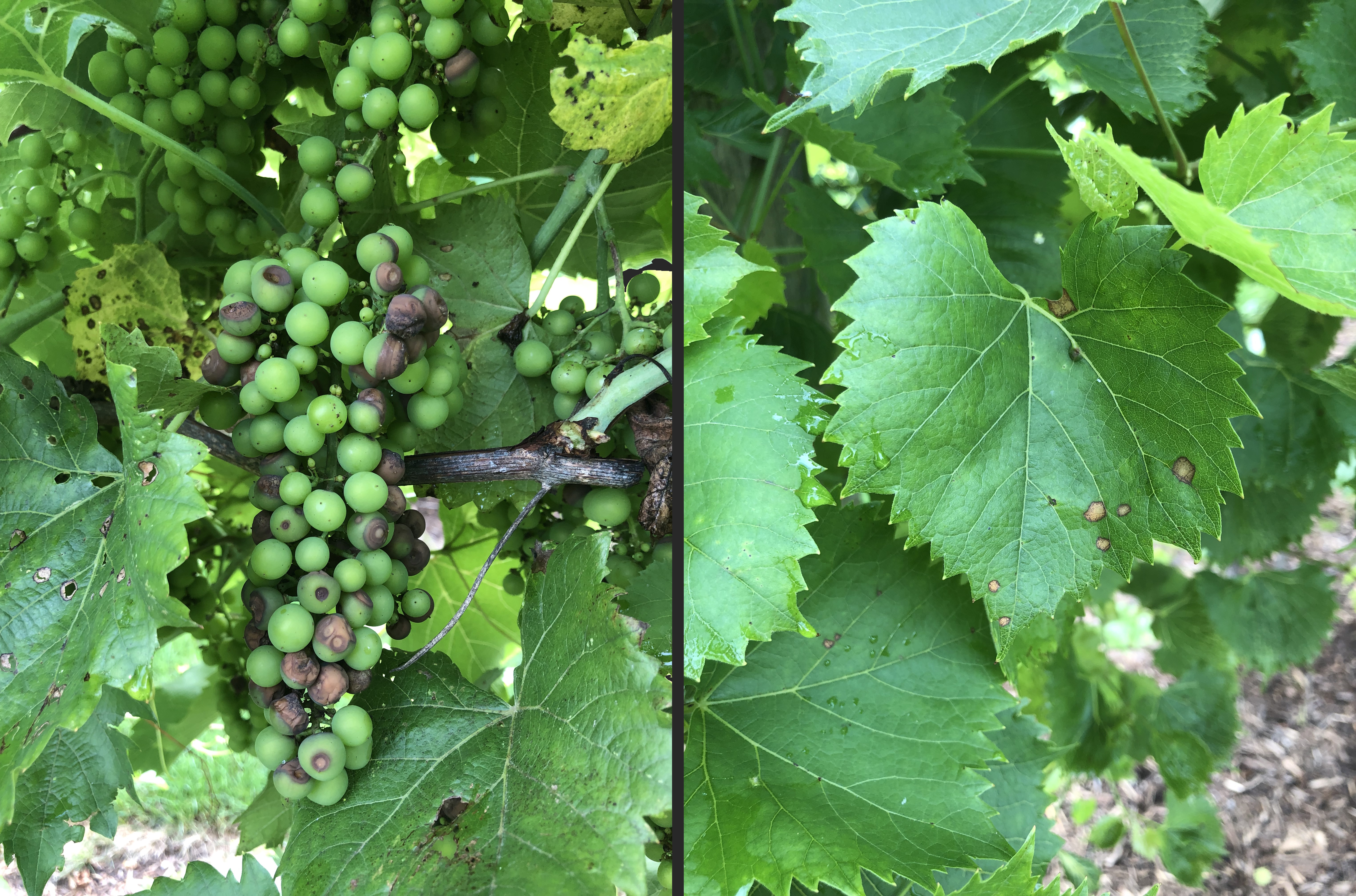 Black rot on fruit and leaves.